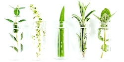 Infused & Macerated Oils